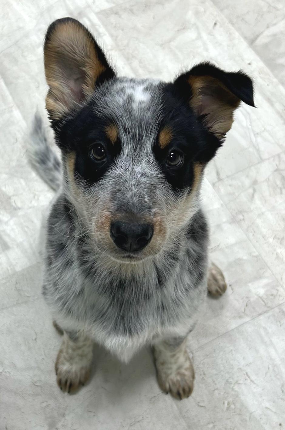 Stew, adopted, Puppy Male Australian Cattle Dog / Blue Heeler.