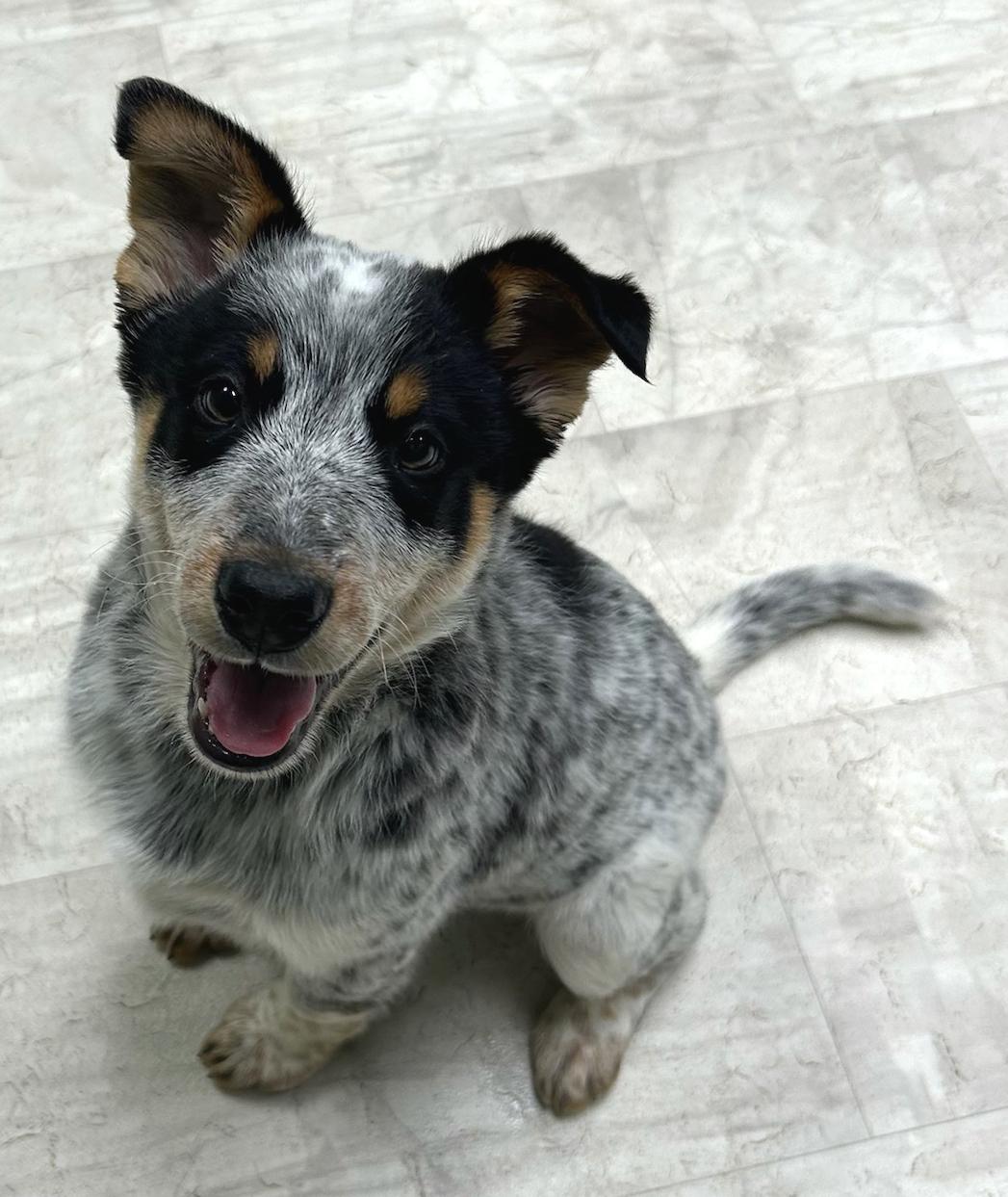 Enlarge Stew, an adopted mixed breed in Neillsville, WI image 3/5