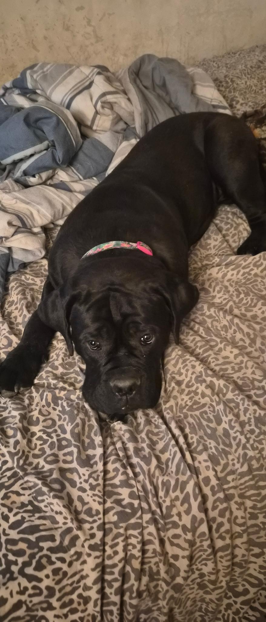 Enlarge Kira, a ADOPTABLE Cane Corso in Beverly Hills, CA image 1/2