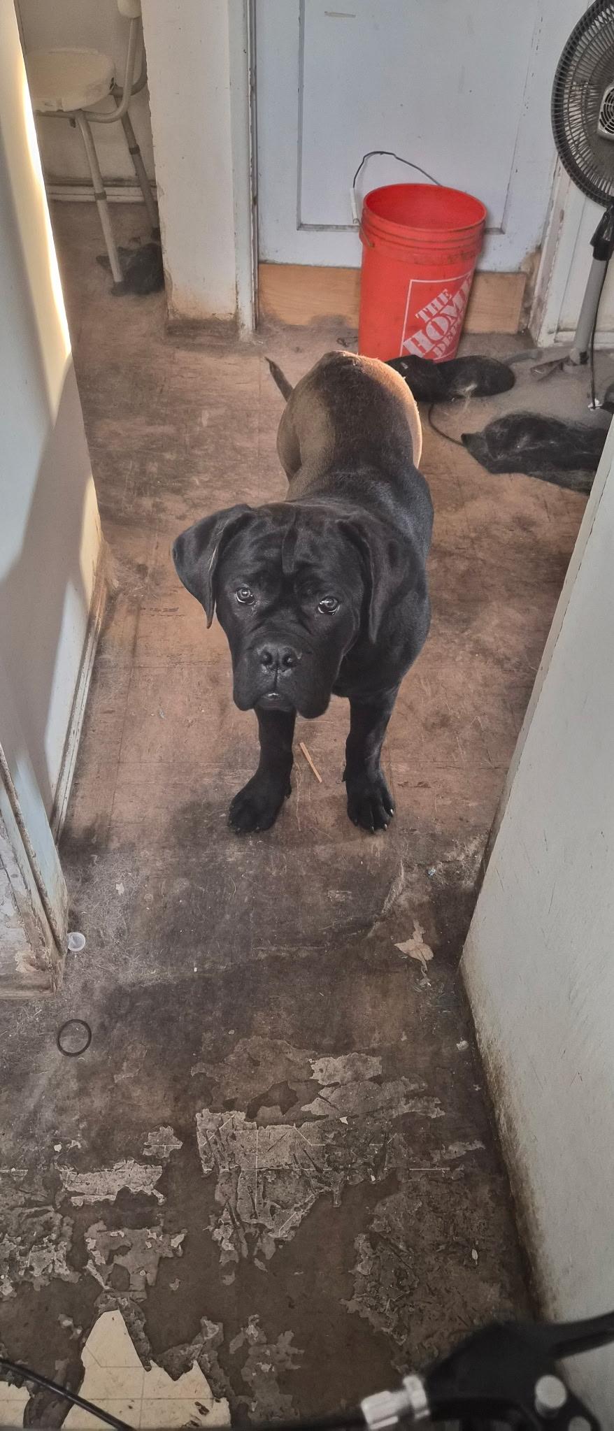 Enlarge Kira, a ADOPTABLE Cane Corso in Beverly Hills, CA image 2/2
