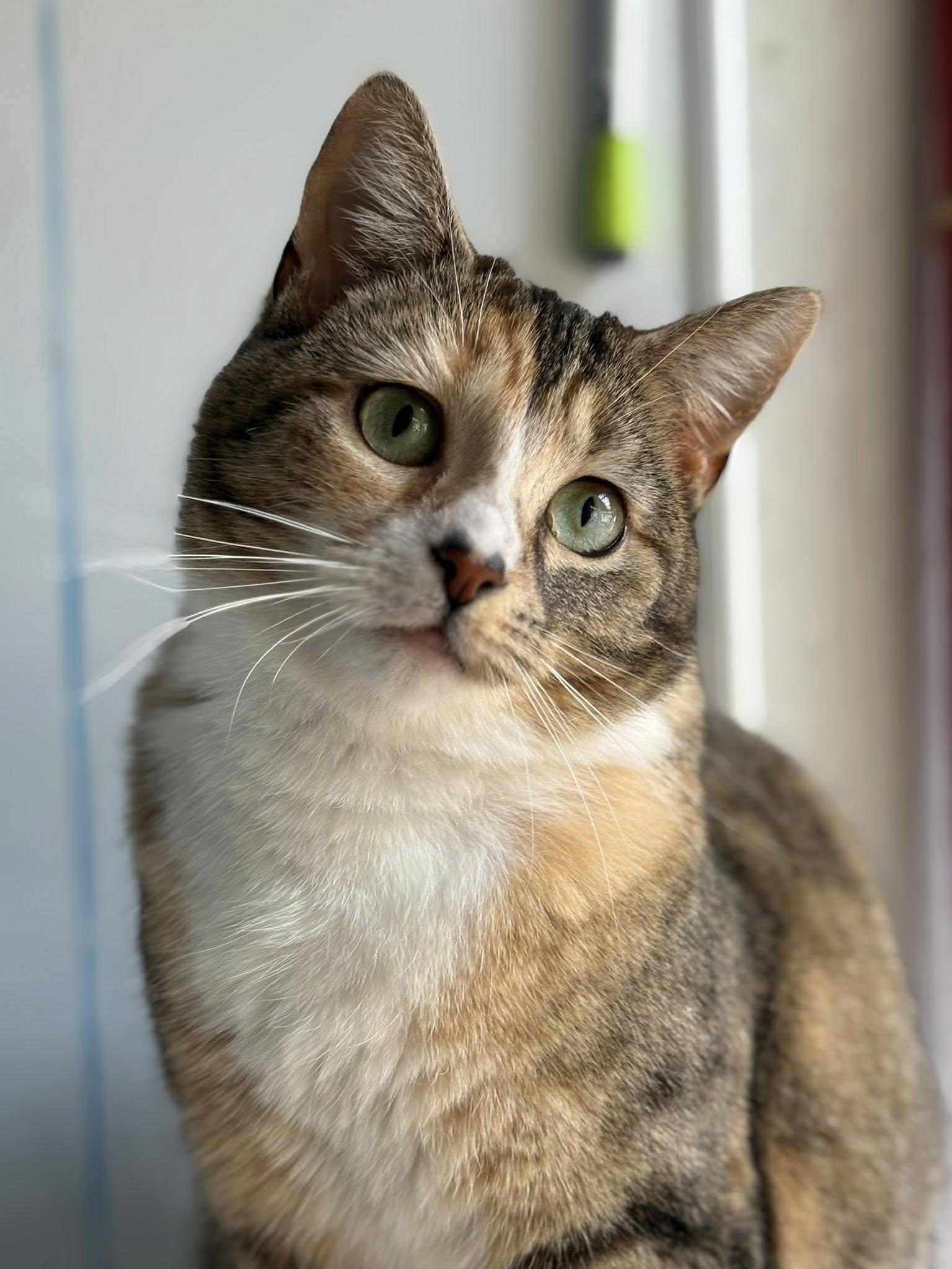 Moon, an adoptable Tabby in Stanstead, QC, J0B 3E0 | Photo Image 1