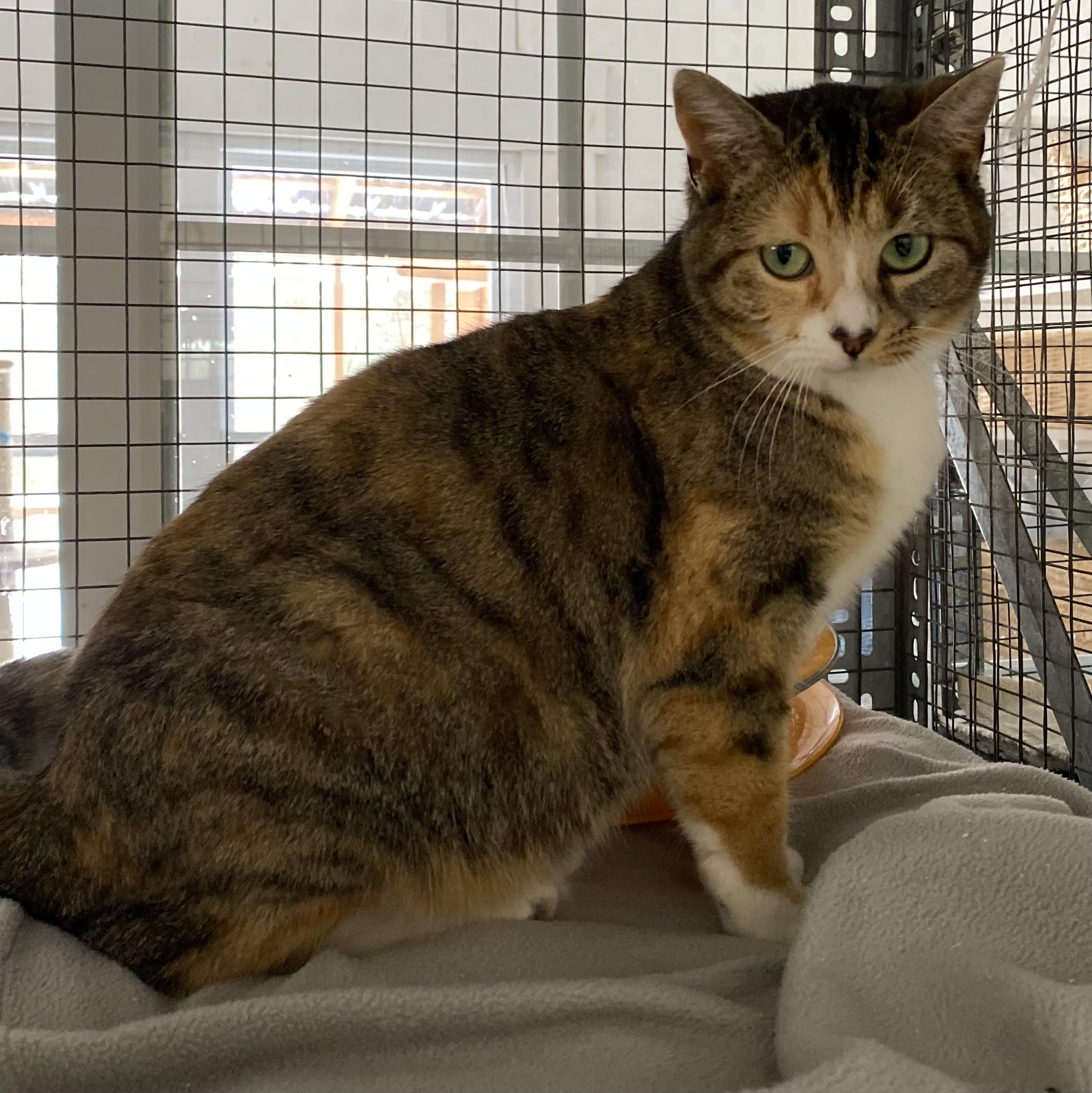 Moon, an adoptable Tabby in Stanstead, QC, J0B 3E0 | Photo Image 4