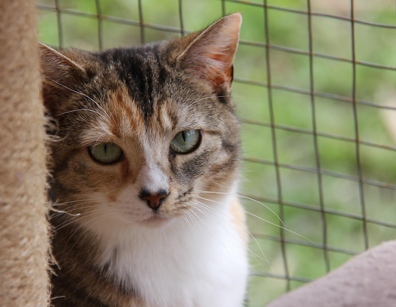 Moon, an adoptable Tabby in Stanstead, QC, J0B 3E0 | Photo Image 3
