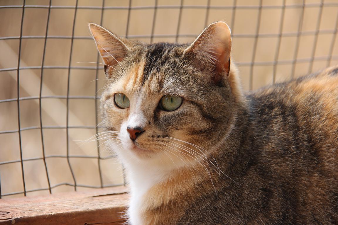 Moon, an adoptable Tabby in Stanstead, QC, J0B 3E0 | Photo Image 2