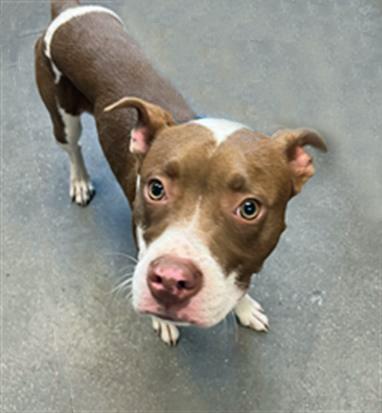 Enlarge ROSCO, a Adoptable Pit Bull Terrier in Tucson, AZ image 1/1