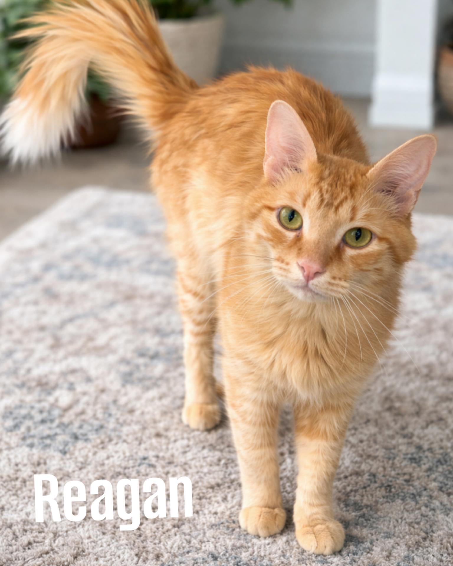 Reagan, ADOPTABLE, Adult Male Domestic Medium Hair & Tabby.
