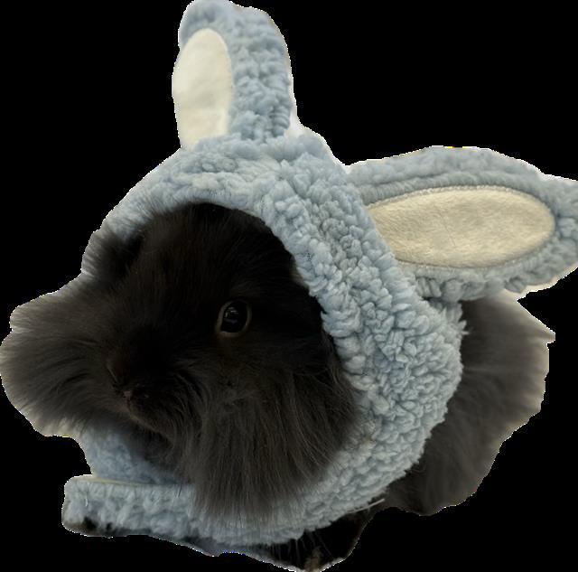 PROTON, Adoptable, Baby Female Lionhead.