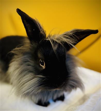 Enlarge PROTON, a Adoptable Lionhead in West Valley City, UT image 1/1