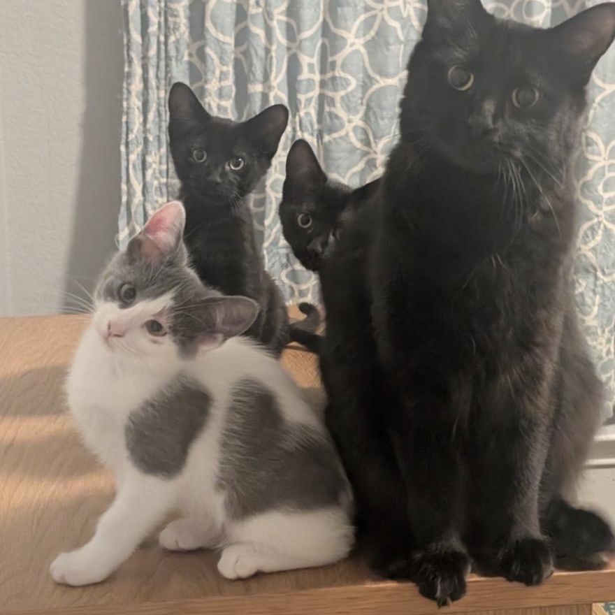 Enlarge Lucy Von Peanut , a ADOPTABLE American Shorthair in Sunset Valley, TX image 4/4