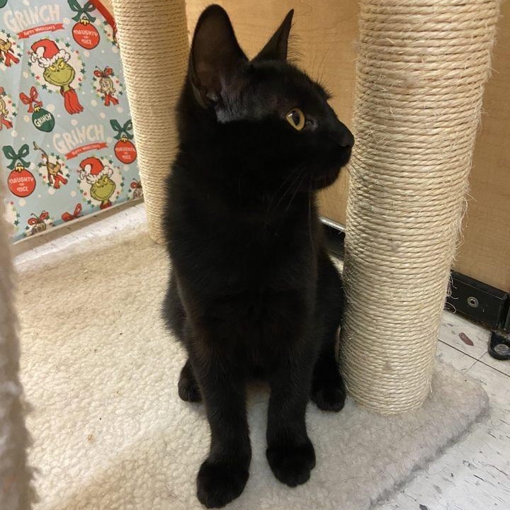 Enlarge Lucy Von Peanut , a ADOPTABLE American Shorthair in Sunset Valley, TX image 2/4