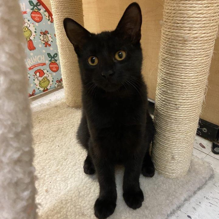 Lucy Von Peanut , ADOPTABLE, Kitten Female American Shorthair.