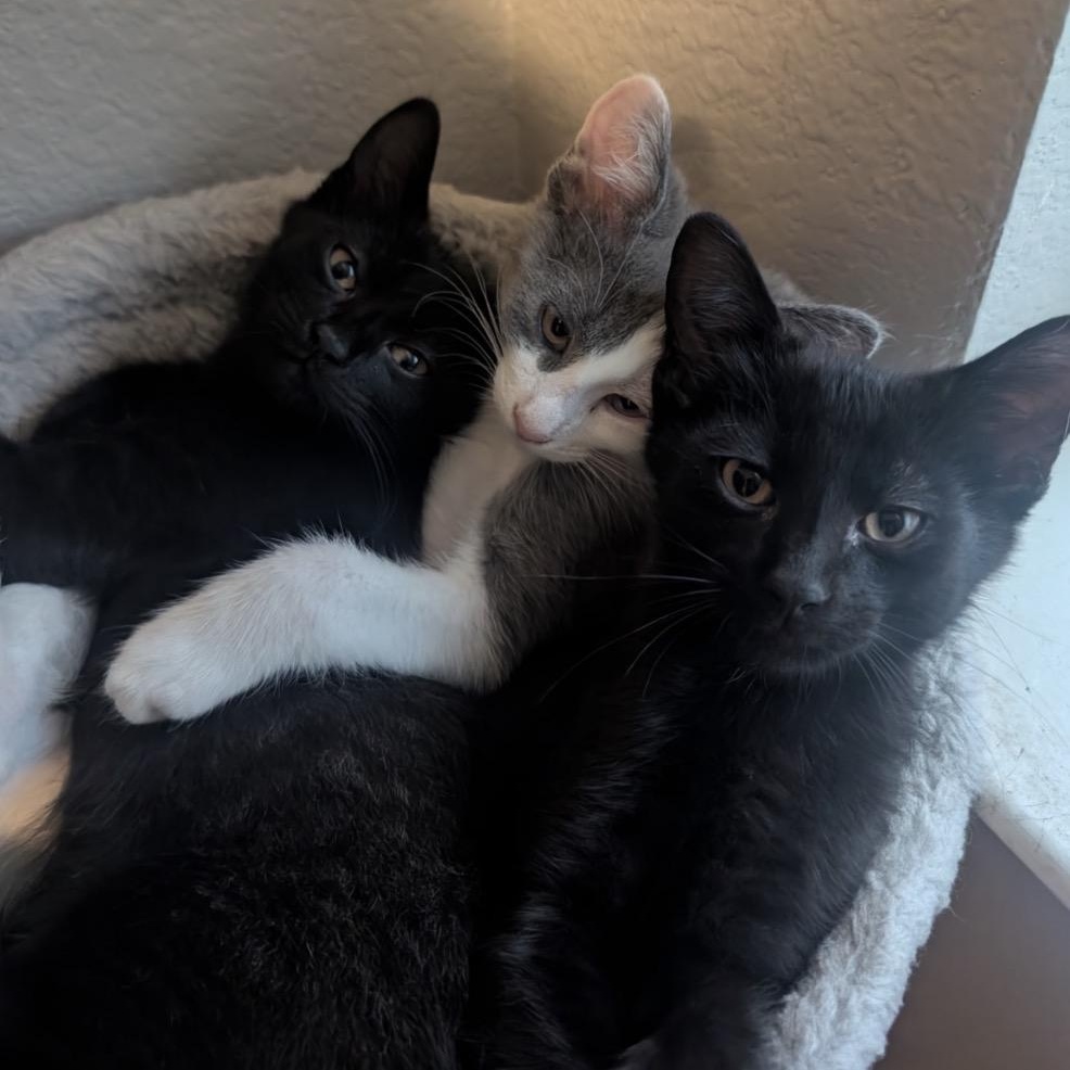 Enlarge Lucy Von Peanut , a ADOPTABLE American Shorthair in Sunset Valley, TX image 3/4