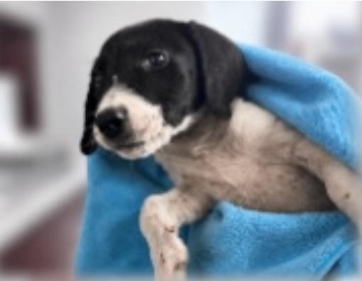 Sam, Adoptable, Puppy Male Parson Russell Terrier & Mixed Breed.