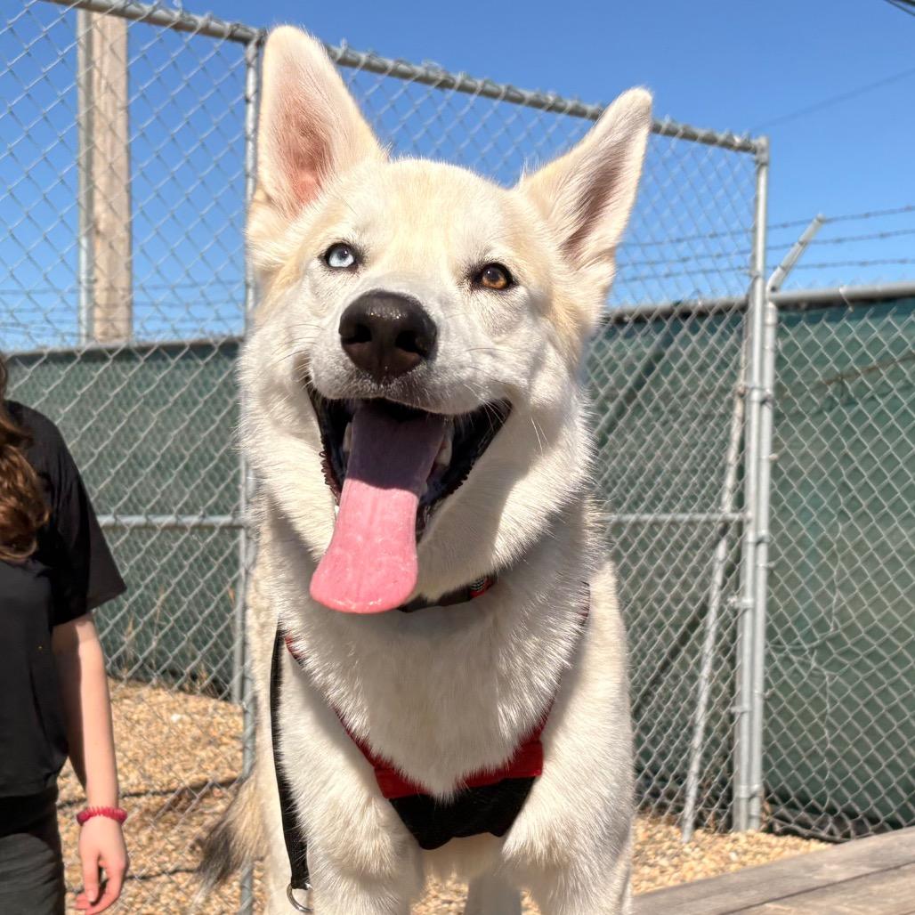 Enlarge Willow, a Adoptable mixed breed in Saskatoon, SK image 1/3