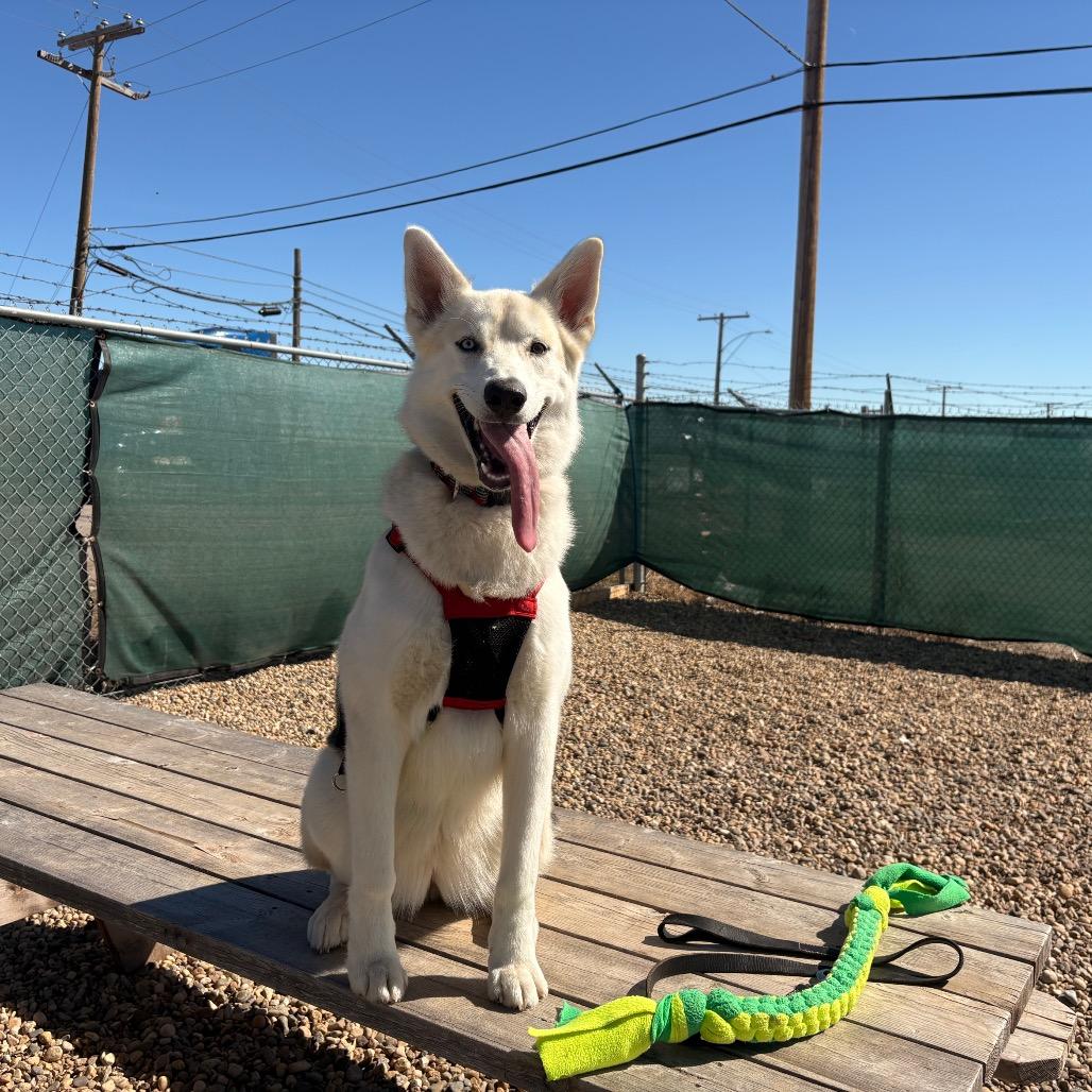 Enlarge Willow, a Adoptable mixed breed in Saskatoon, SK image 2/3