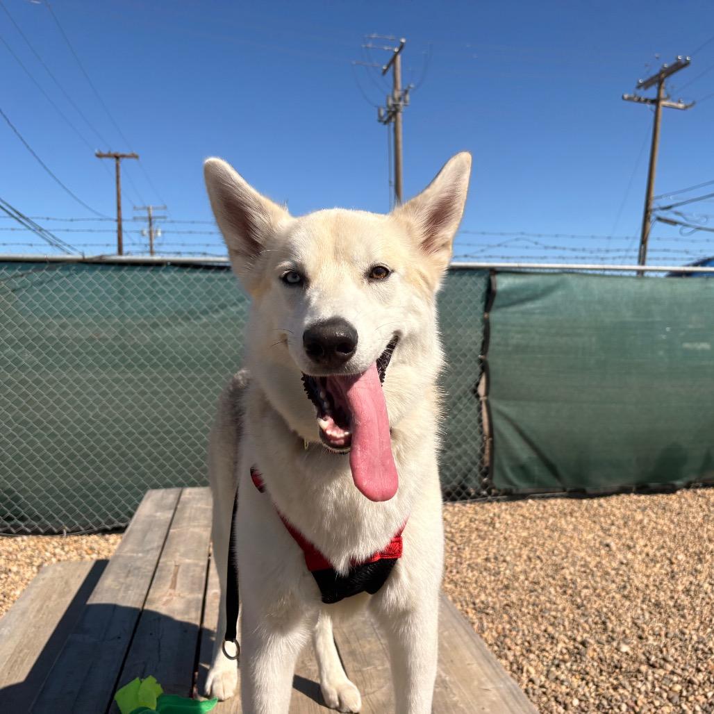 Enlarge Willow, a Adoptable mixed breed in Saskatoon, SK image 3/3
