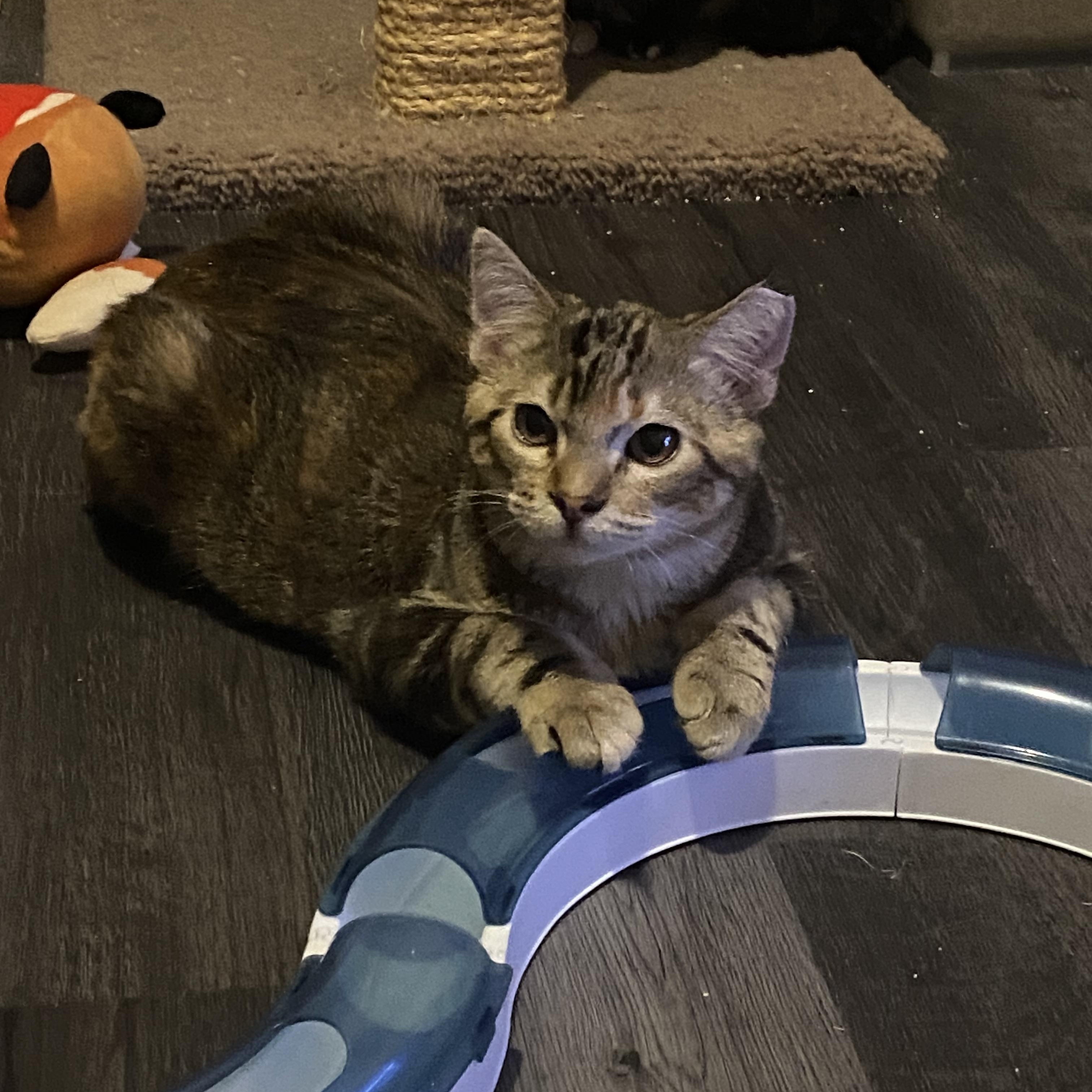 Enlarge Mira & Sweet Pea, a Adoptable Domestic Short Hair in Saint Francis, MN image 1/6