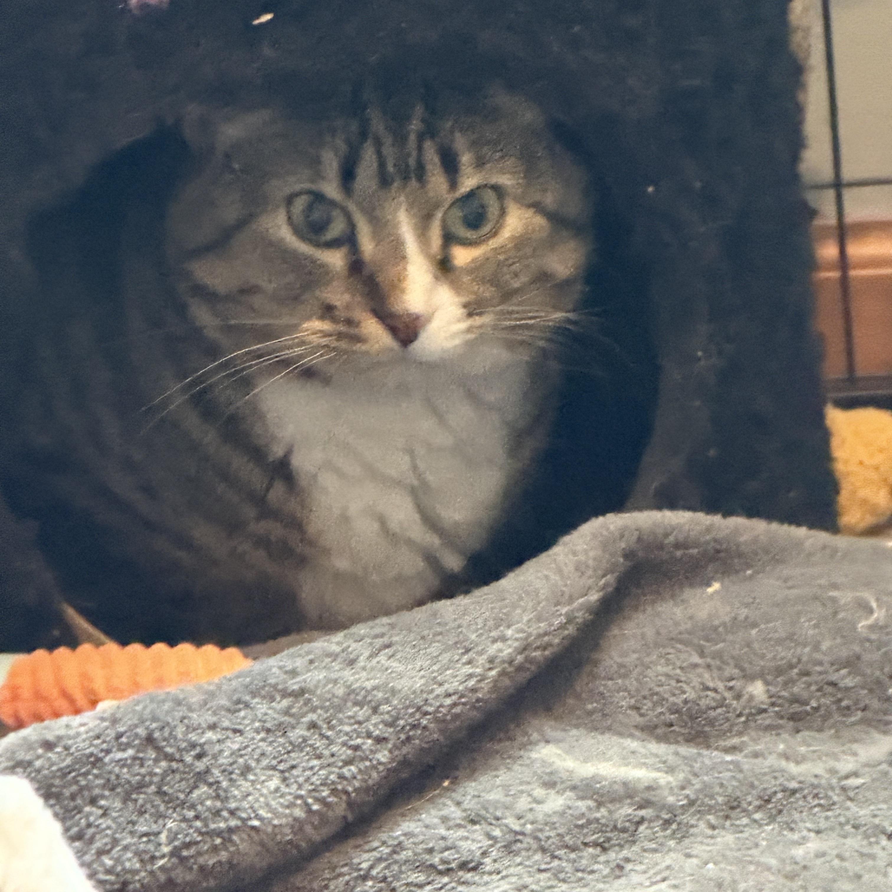 Enlarge Mira & Sweet Pea, a Adoptable Domestic Short Hair in Saint Francis, MN image 4/6