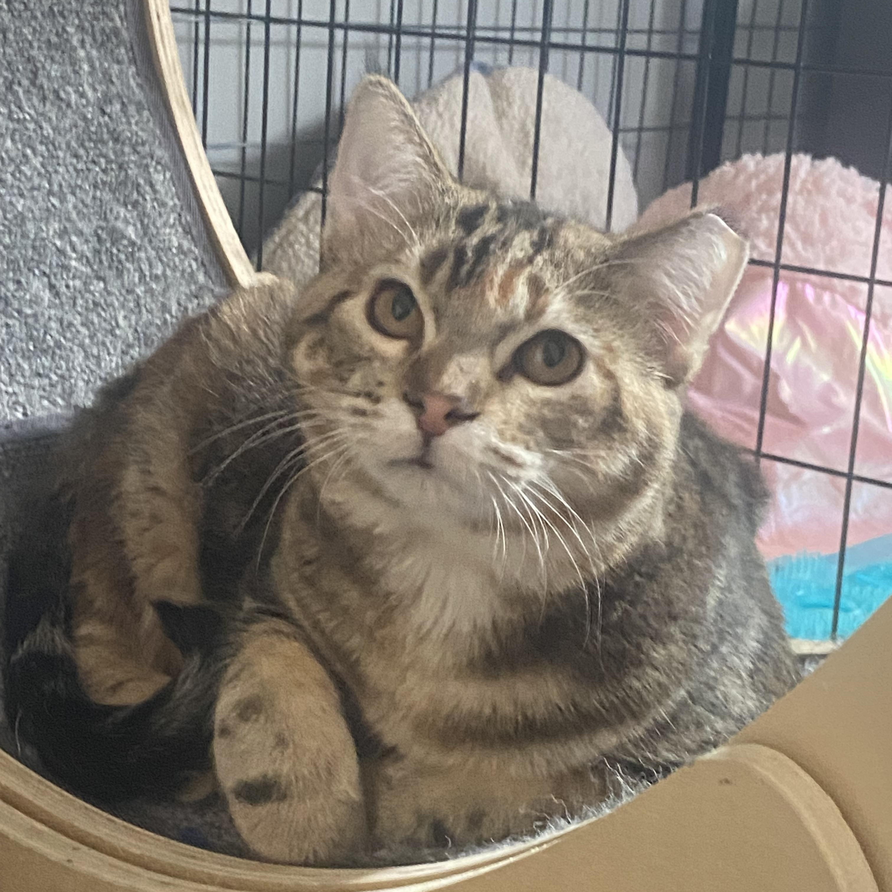 Enlarge Mira & Sweet Pea, a Adoptable Domestic Short Hair in Saint Francis, MN image 2/6