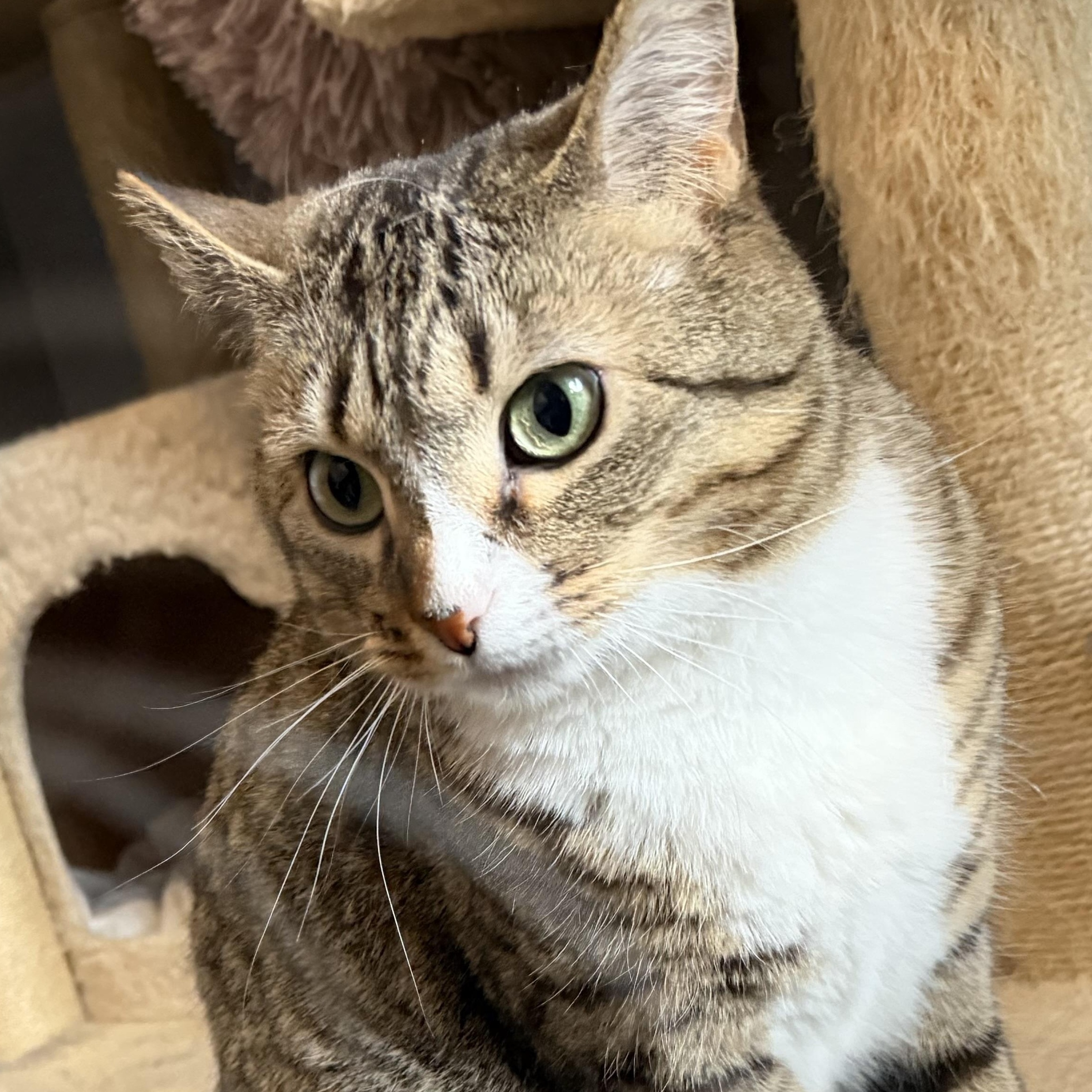 Enlarge Mira & Sweet Pea, a Adoptable Domestic Short Hair in Saint Francis, MN image 6/6