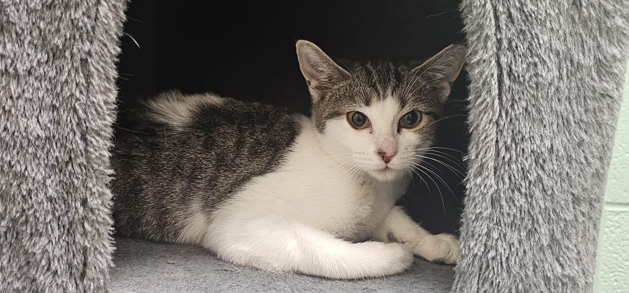 Enlarge MI Wolverines, a ADOPTABLE Domestic Short Hair in Mount Juliet, TN image 1/1