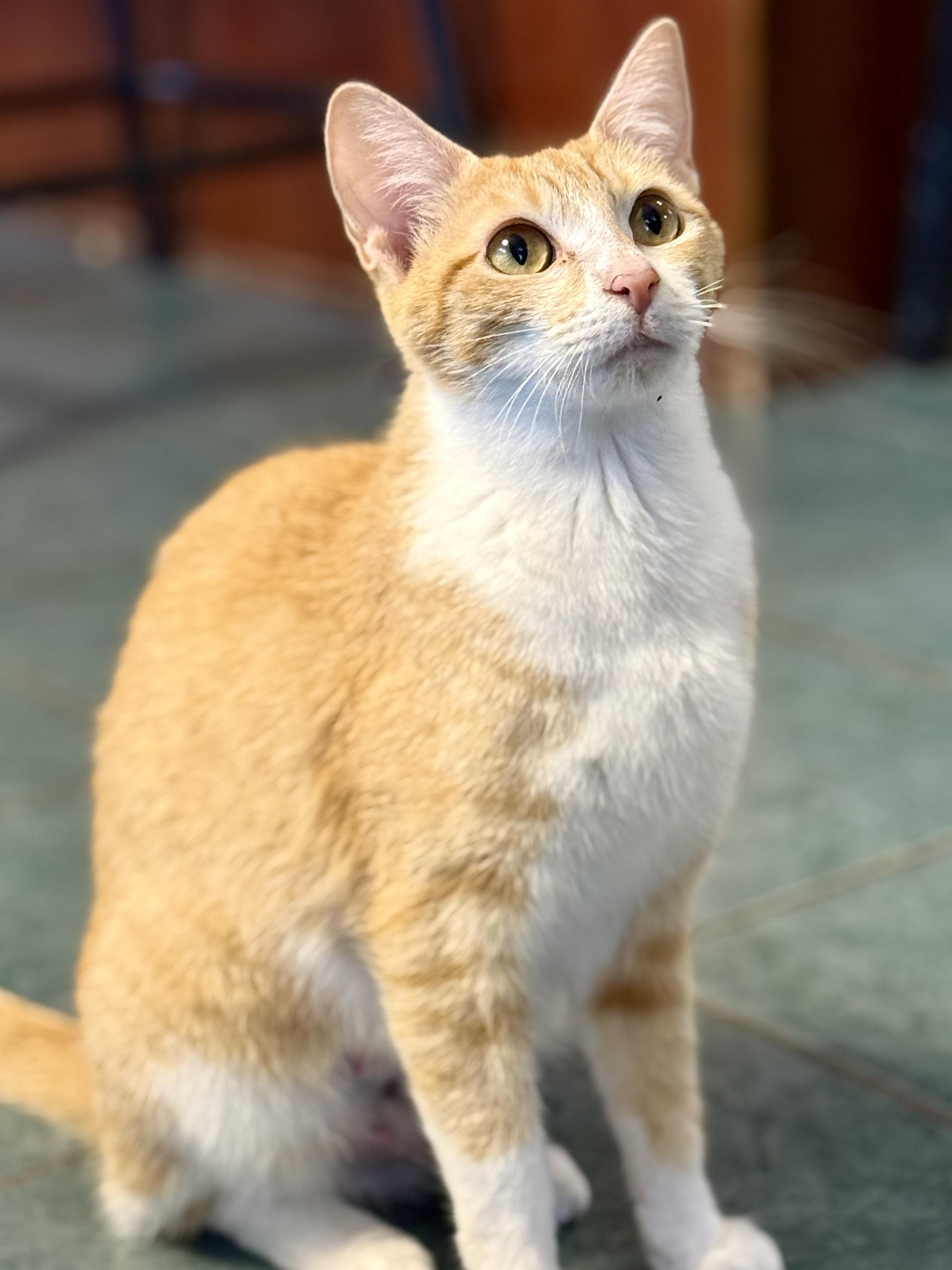 Enlarge Madame Marmalade, a ADOPTABLE Domestic Short Hair in McKenzie, TN image 4/5