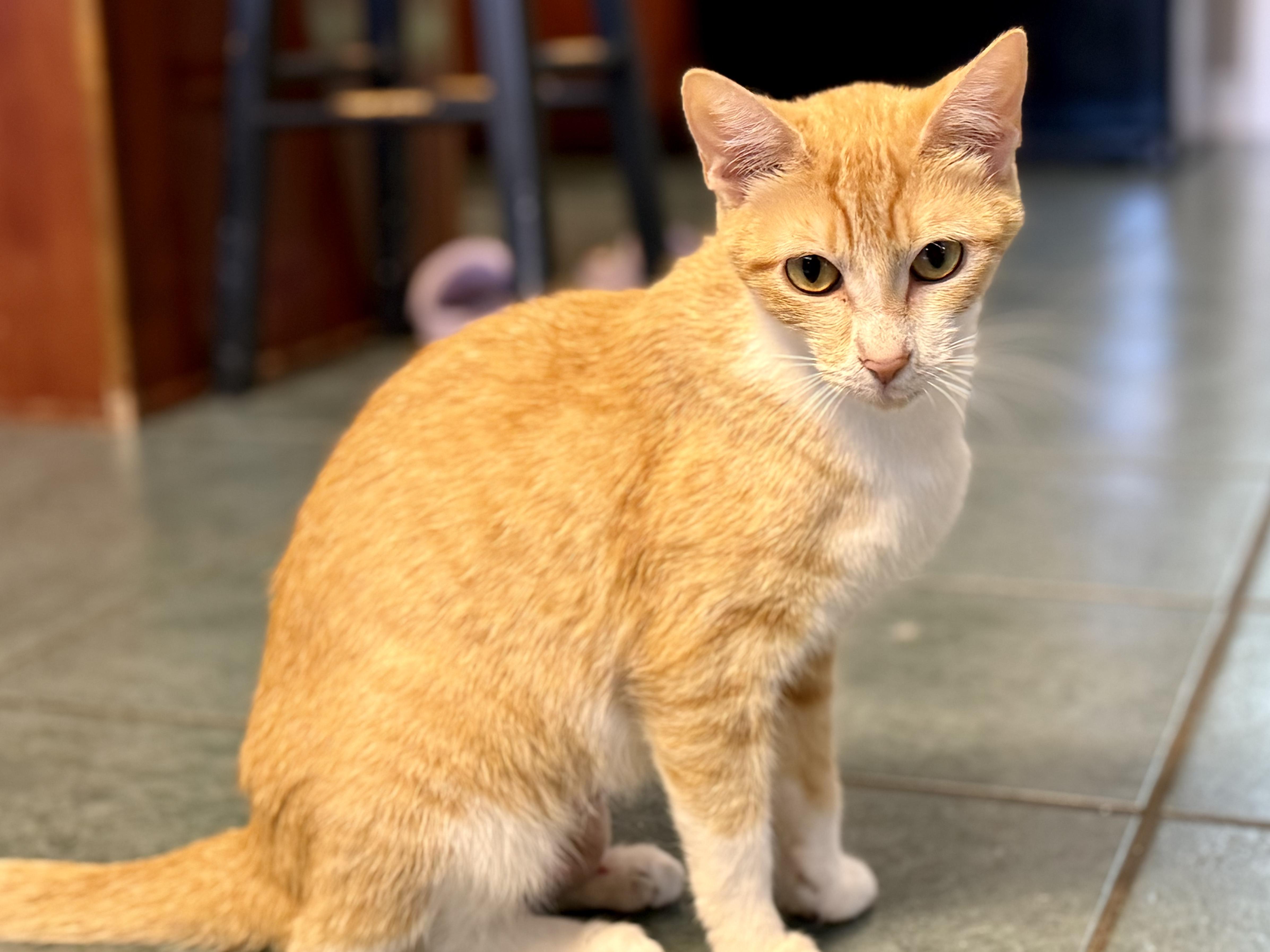 Enlarge Madame Marmalade, a ADOPTABLE Domestic Short Hair in McKenzie, TN image 5/5