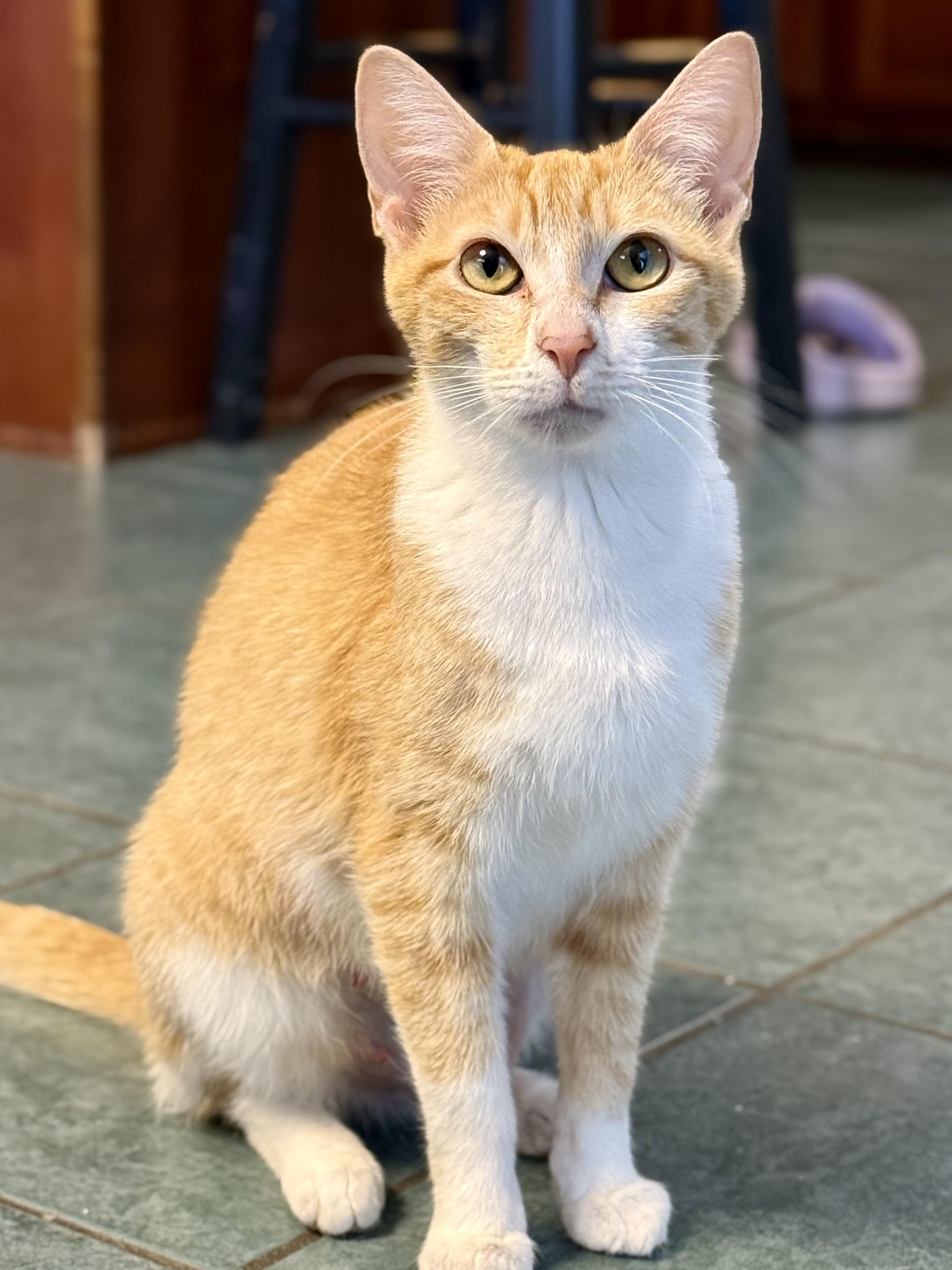 Enlarge Madame Marmalade, a ADOPTABLE Domestic Short Hair in McKenzie, TN image 3/5