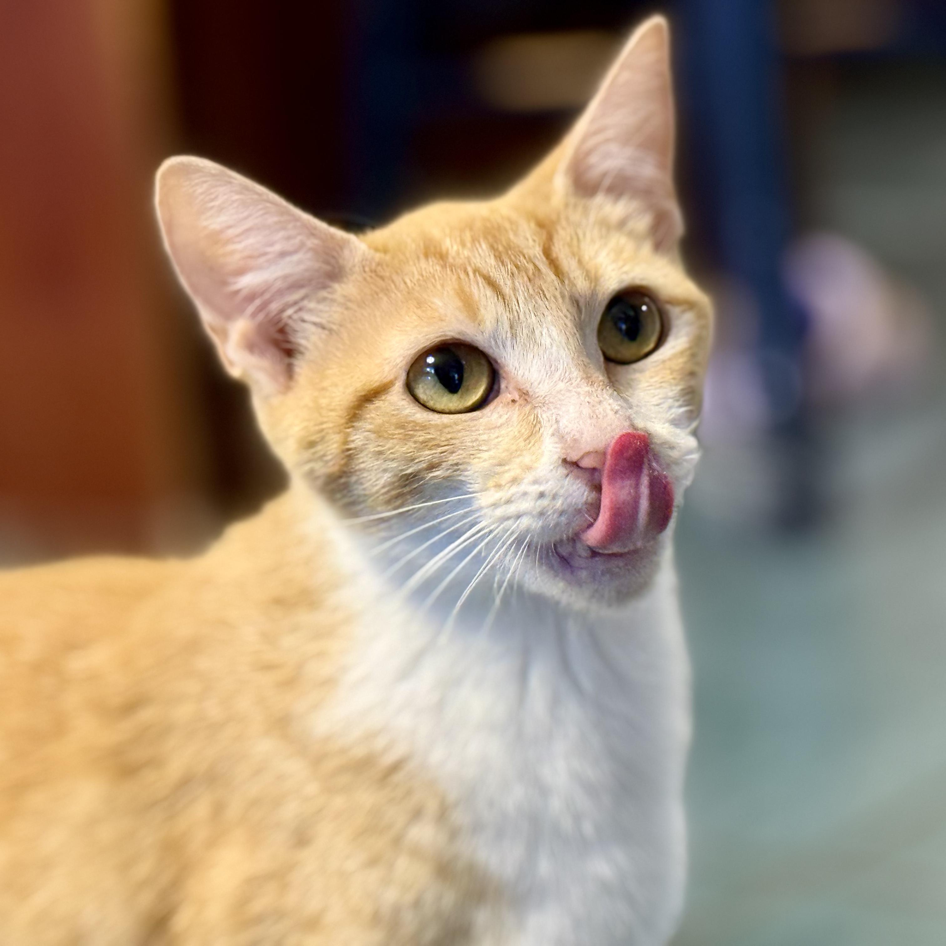 Enlarge Madame Marmalade, a ADOPTABLE Domestic Short Hair in McKenzie, TN image 2/5