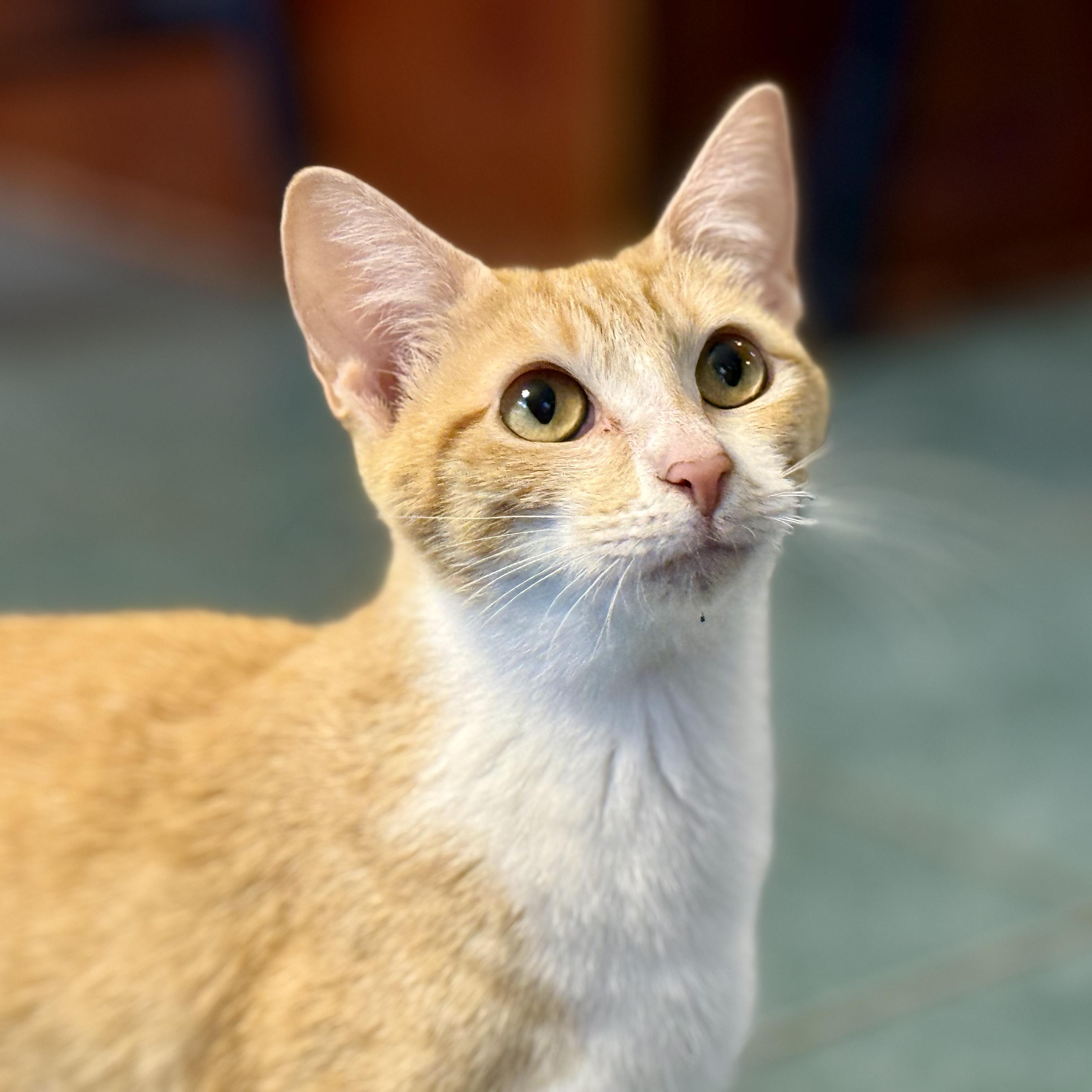 Madame Marmalade, ADOPTABLE, Young Female Domestic Short Hair.