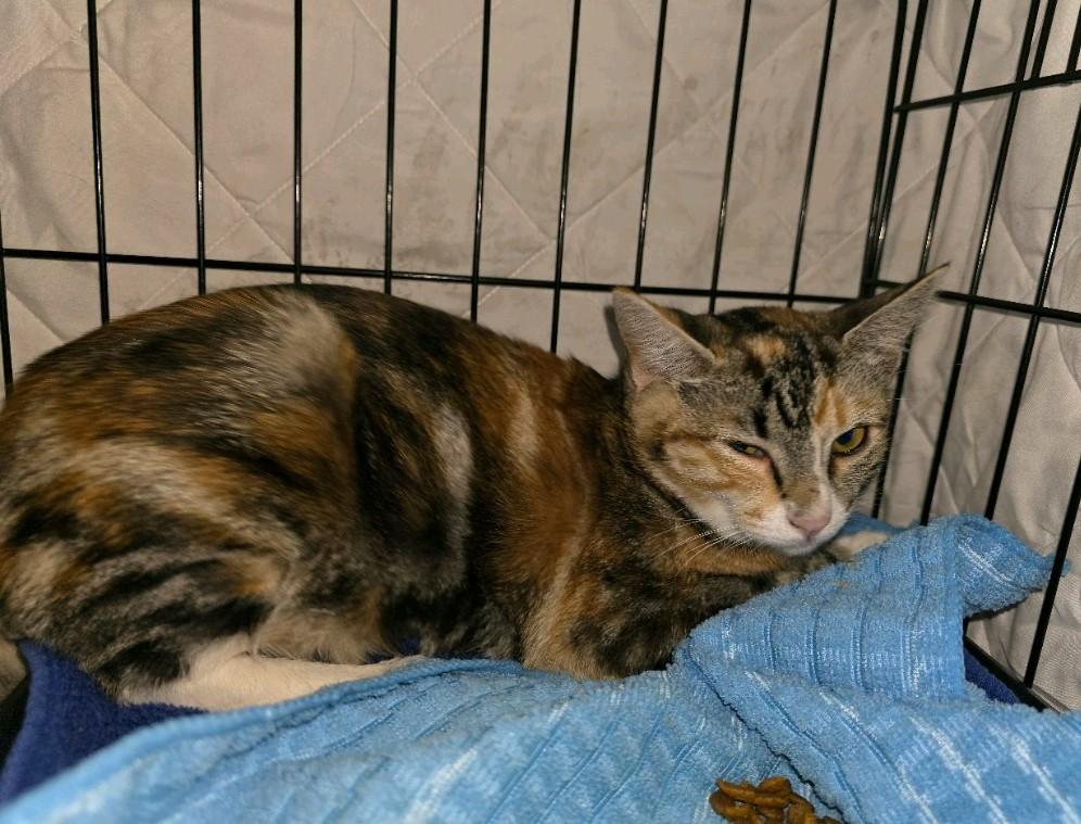 Enlarge Winter, a Adopted Domestic Short Hair in Reno, NV image 1/1
