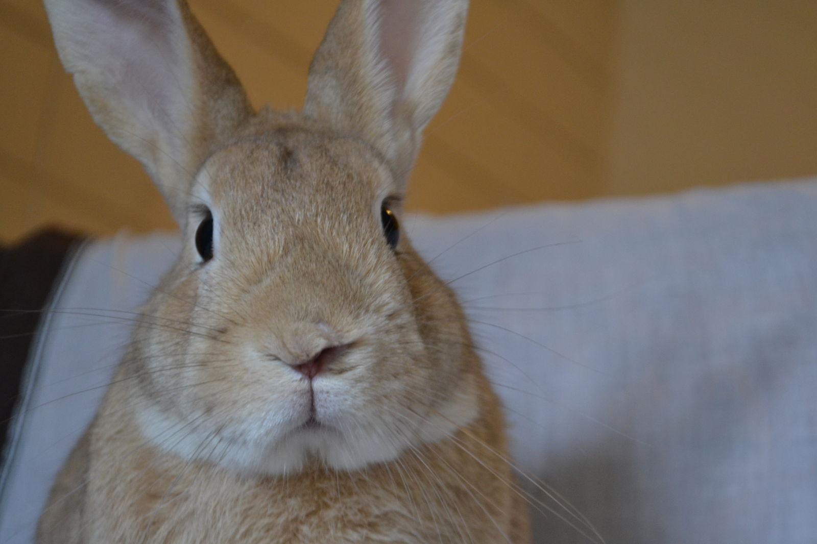 Haystack, Adopted, Adult Male Bunny Rabbit.