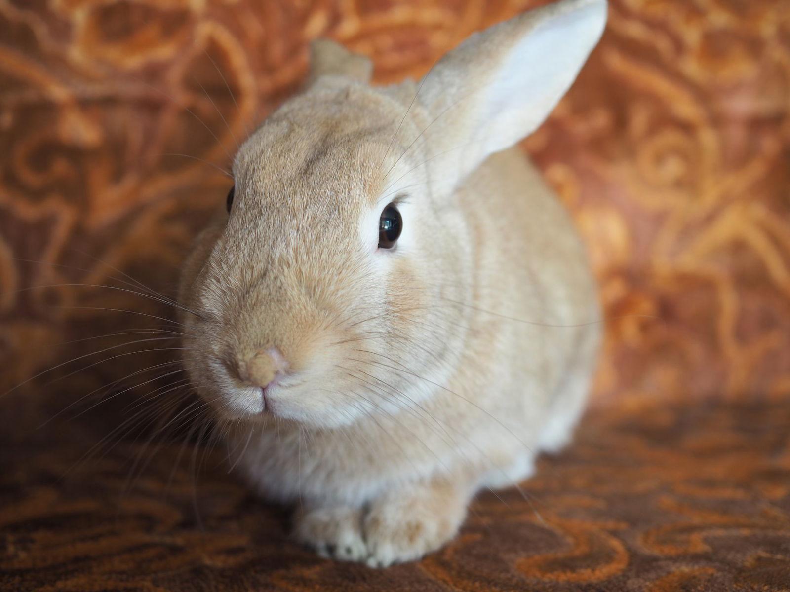Haystack, a Adopted Bunny Rabbit in Milwaukie, OR image 2/3