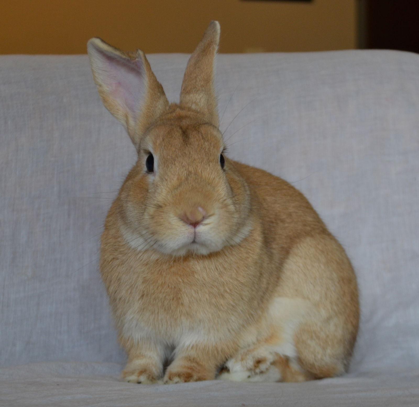 Haystack, a Adopted Bunny Rabbit in Milwaukie, OR image 3/3