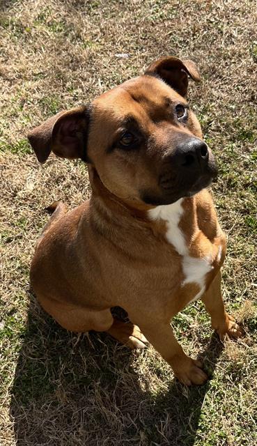 JOHTO, Adoptable, Young Male Pit Bull Terrier & Mixed Breed.