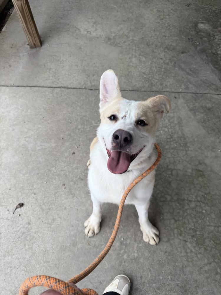 Enlarge RUSTY, a Adoptable mixed breed in Rochester, IN image 1/3