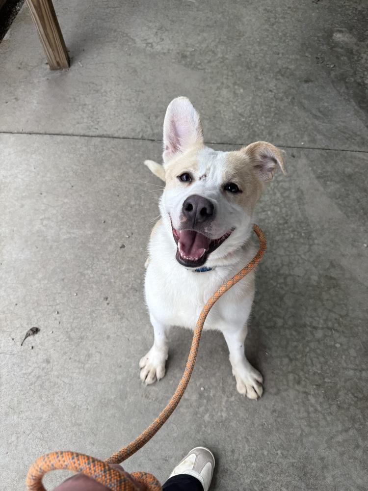 Enlarge RUSTY, a Adoptable mixed breed in Rochester, IN image 3/3