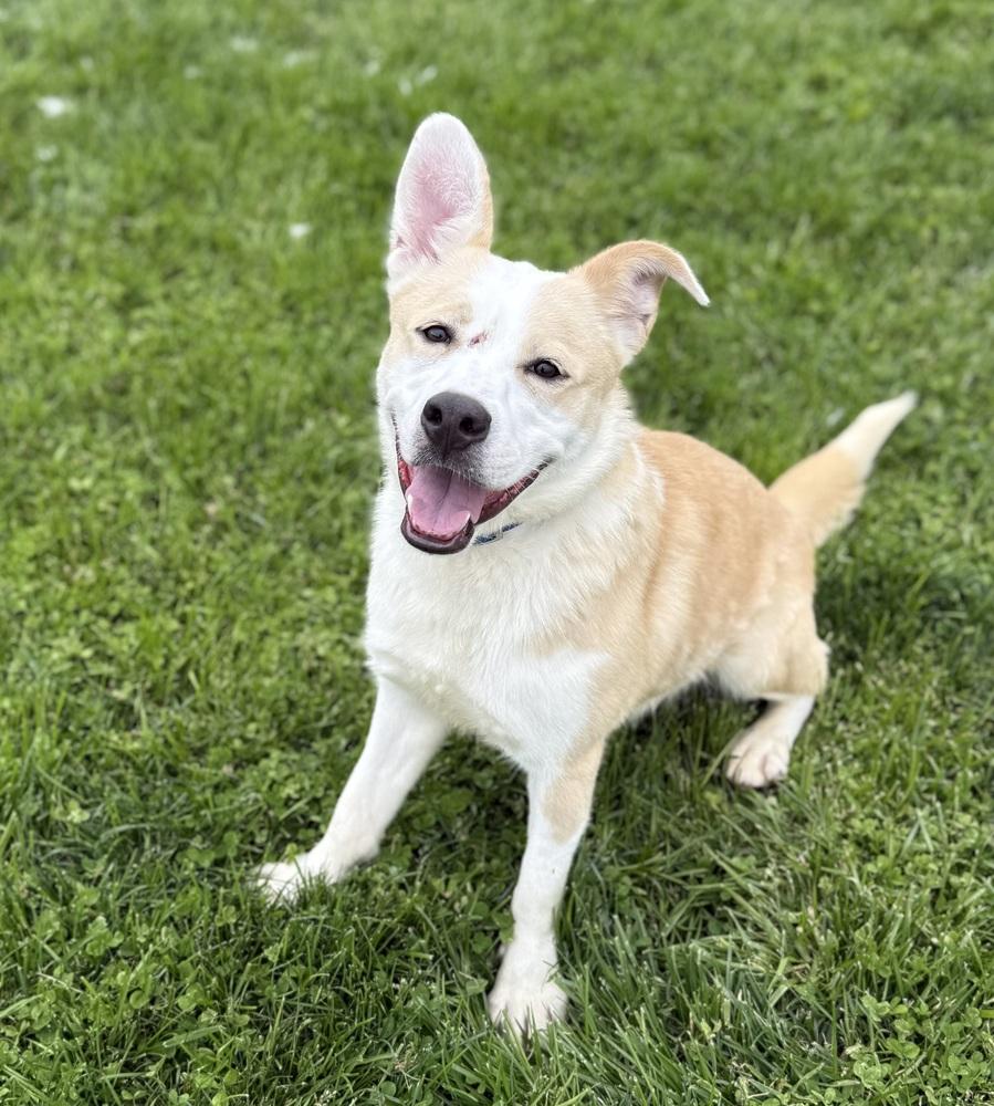 Enlarge RUSTY: $0 to Adopt!, a Adoptable mixed breed in Rochester, IN image 4/5