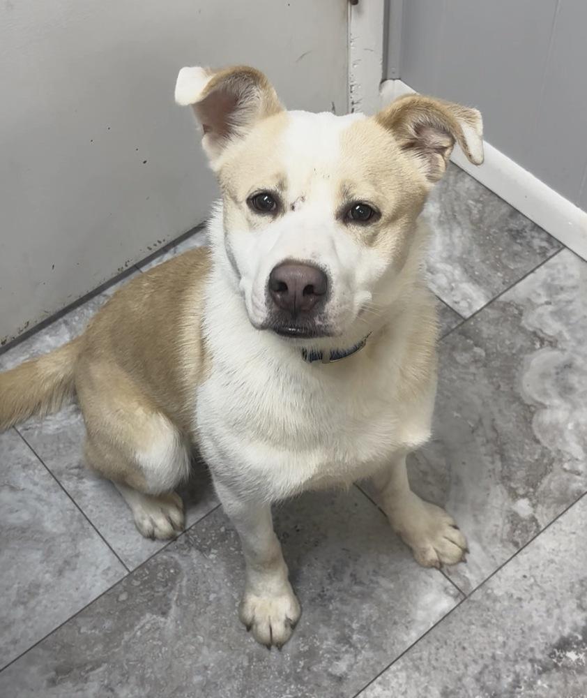 Enlarge RUSTY, a Adoptable mixed breed in Rochester, IN image 2/2