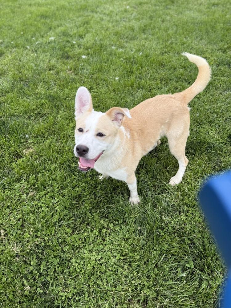 Enlarge RUSTY: $0 to Adopt!, a Adoptable mixed breed in Rochester, IN image 5/5