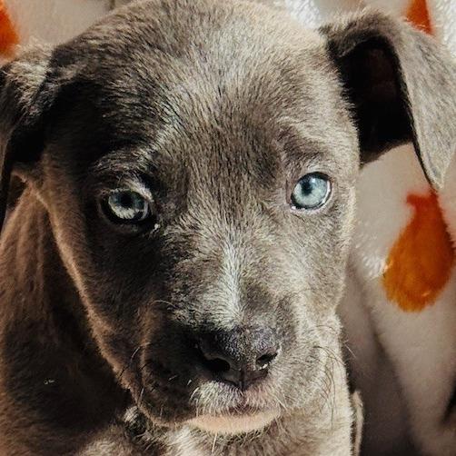 Jaguar, a Adoptable mixed breed in Williston, FL image 1/6