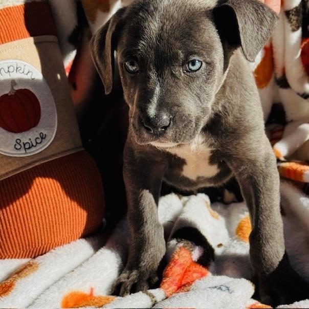 Jaguar, a Adoptable mixed breed in Williston, FL image 2/6