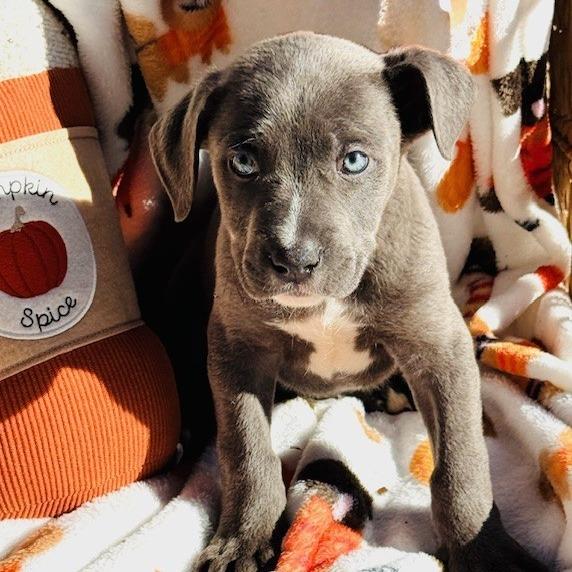 Jaguar, a Adoptable mixed breed in Williston, FL image 3/6