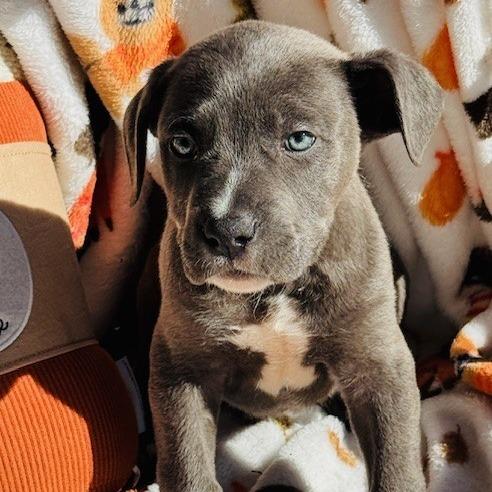 Jaguar, a Adoptable mixed breed in Williston, FL image 5/6