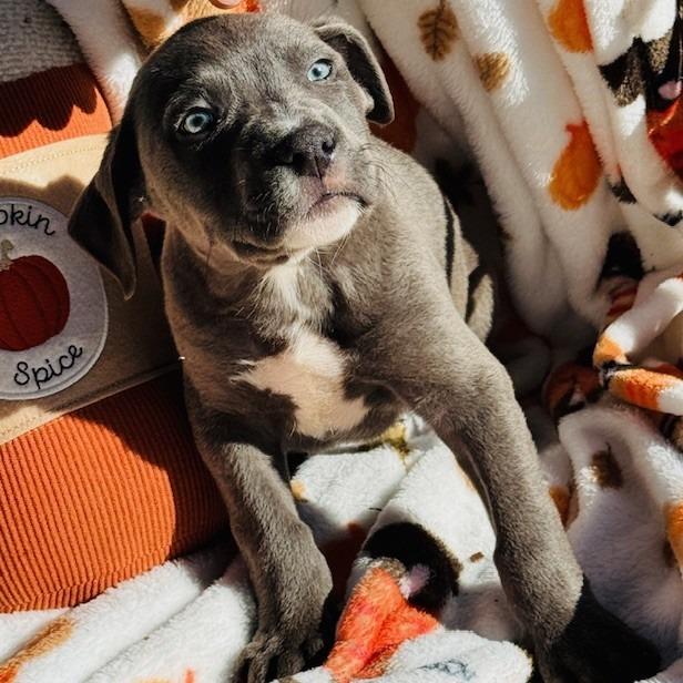 Jaguar, a Adoptable mixed breed in Williston, FL image 6/6