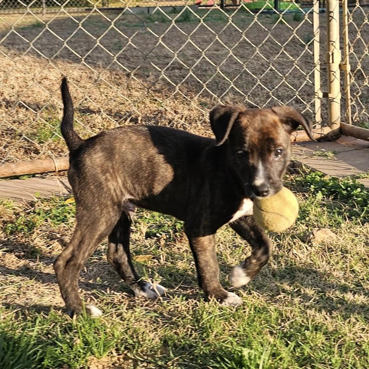 Dale, a Adoptable Mixed Breed in Searcy, AR image 4/6