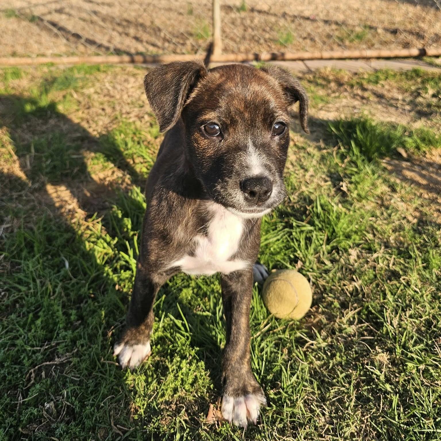 Dale, a Adoptable Mixed Breed in Searcy, AR image 3/6