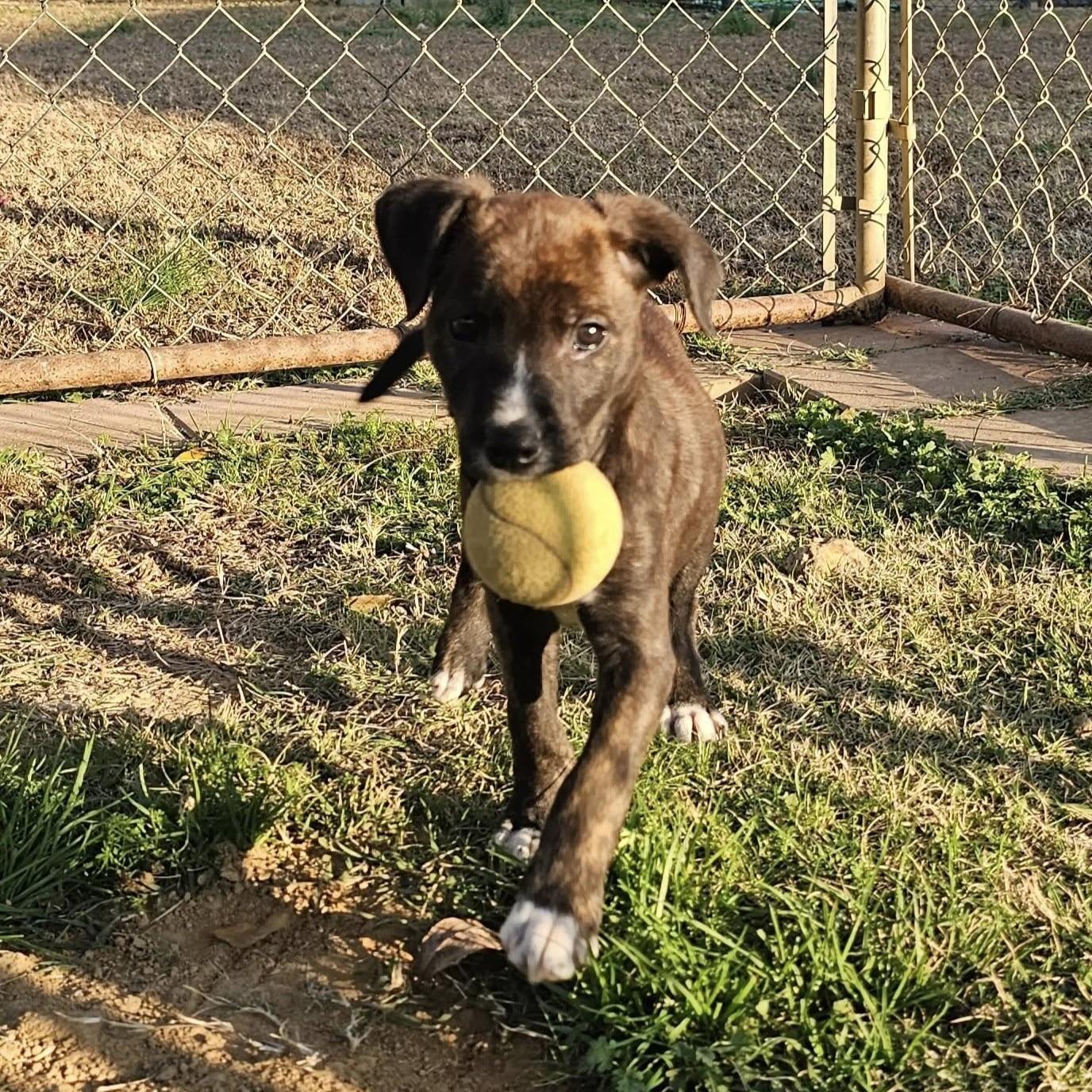 Dale, a Adoptable Mixed Breed in Searcy, AR image 6/6