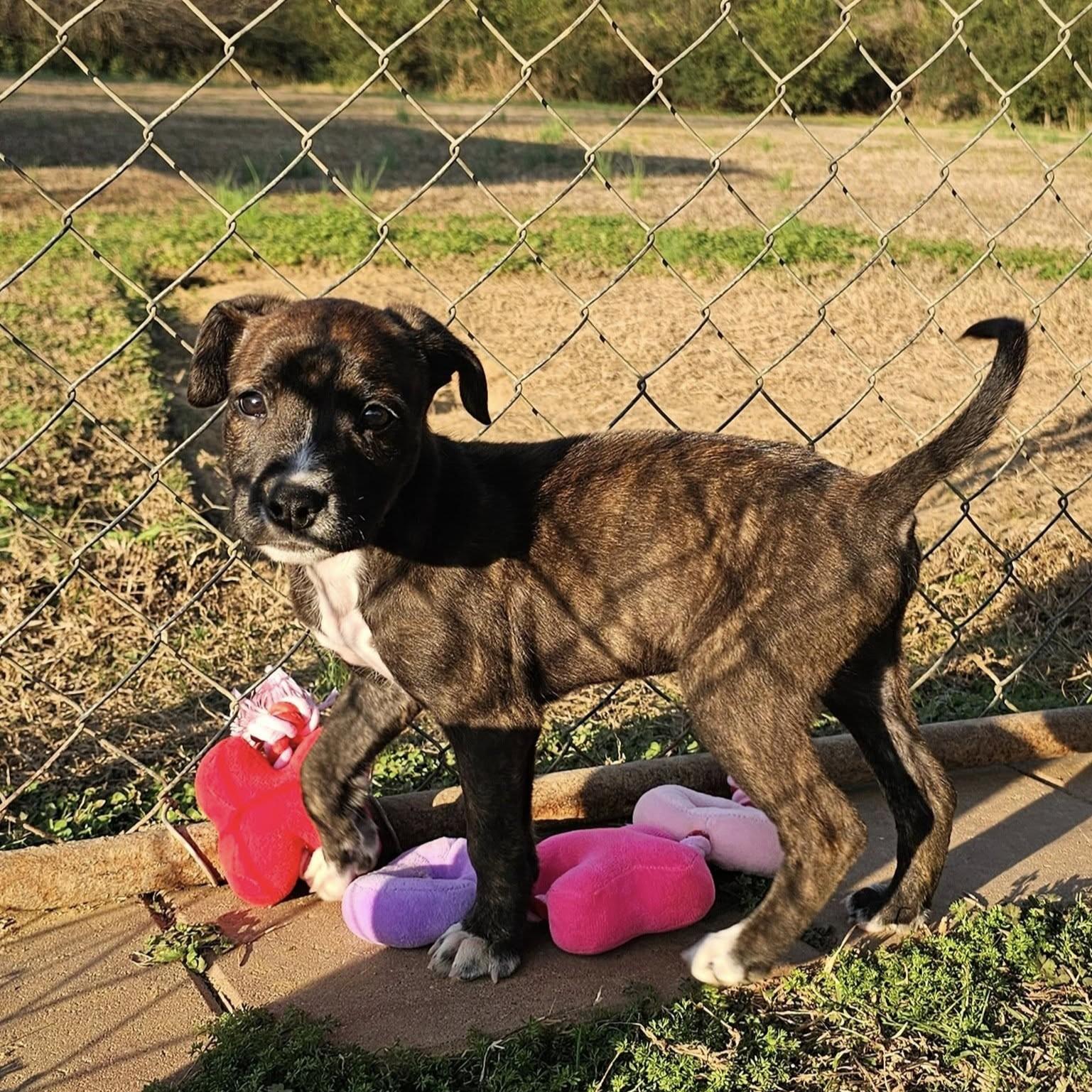 Dale, a Adoptable Mixed Breed in Searcy, AR image 2/6