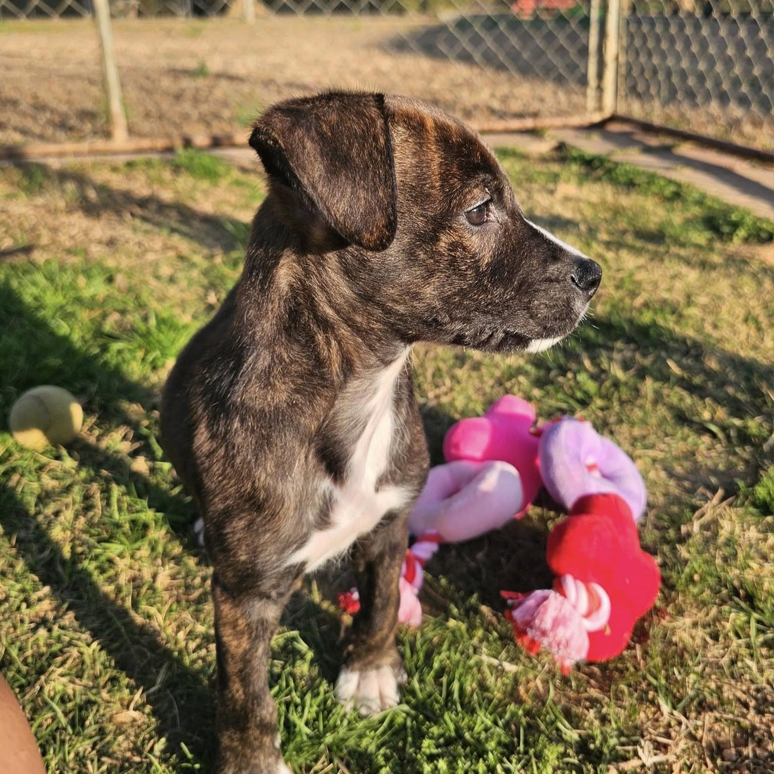 Dale, a Adoptable Mixed Breed in Searcy, AR image 5/6